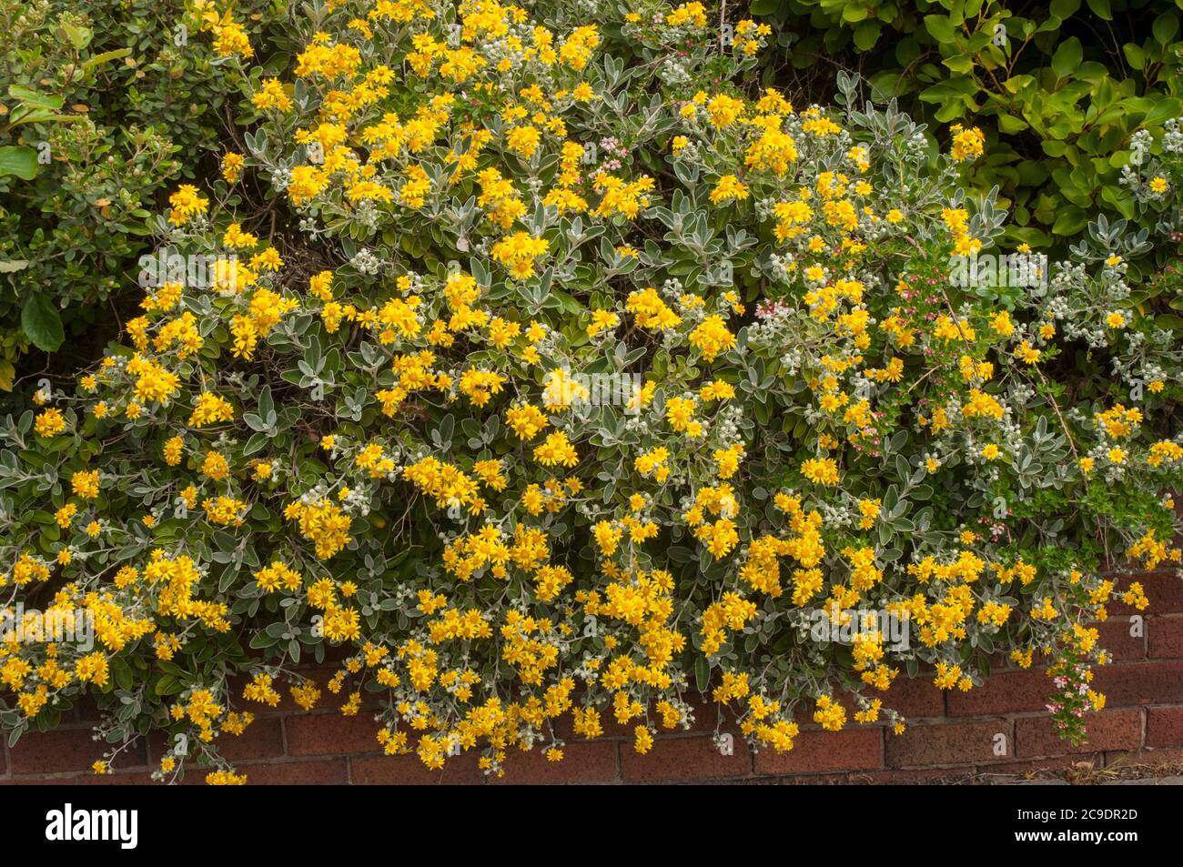 Brachyglottis Sunshine used to be called Senecio An evergreen perennial shrub that has yellow flowers in early to mid summer and is fully hardy Stock Photo