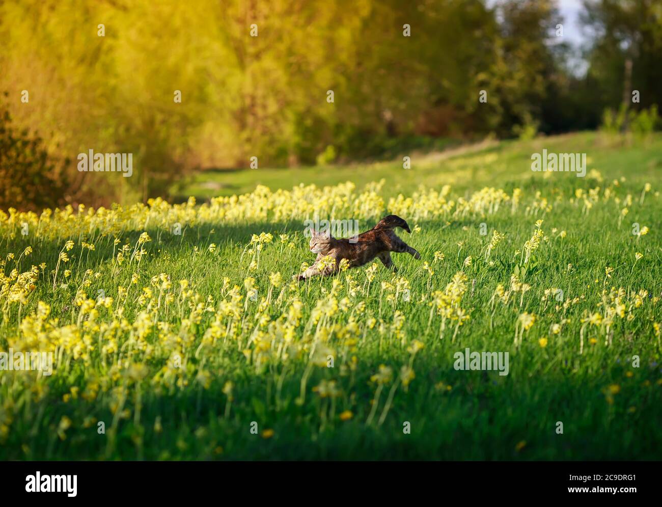 agile beautiful striped cat runs quickly through the spring blooming ...
