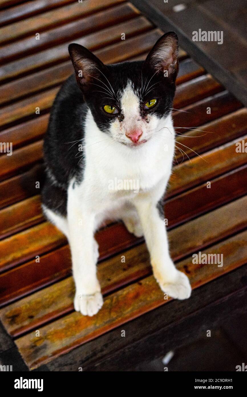 cat sitting on the table