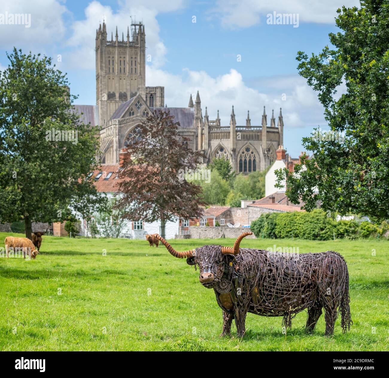 Amazing metal sculpture of Highland long horn cow in field with real Highland cows with Wells Cathedral in background - in Wells, Somerset, UK on 28 J Stock Photo