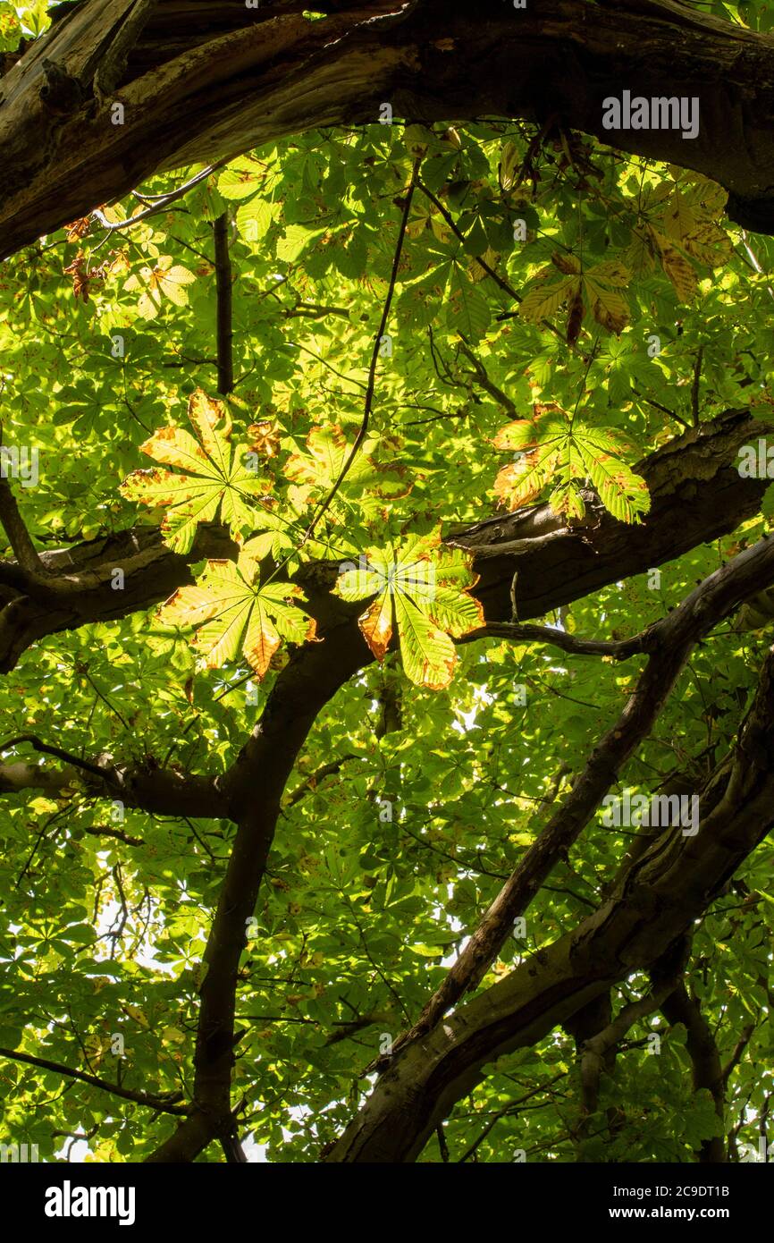 Chestnut tree stem xylem hi-res stock photography and images - Alamy