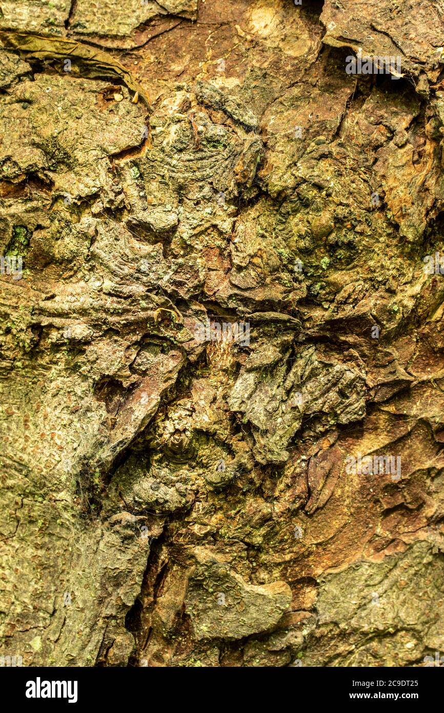 Close-up patterns and textures in tree bark, patterns in nature Stock ...