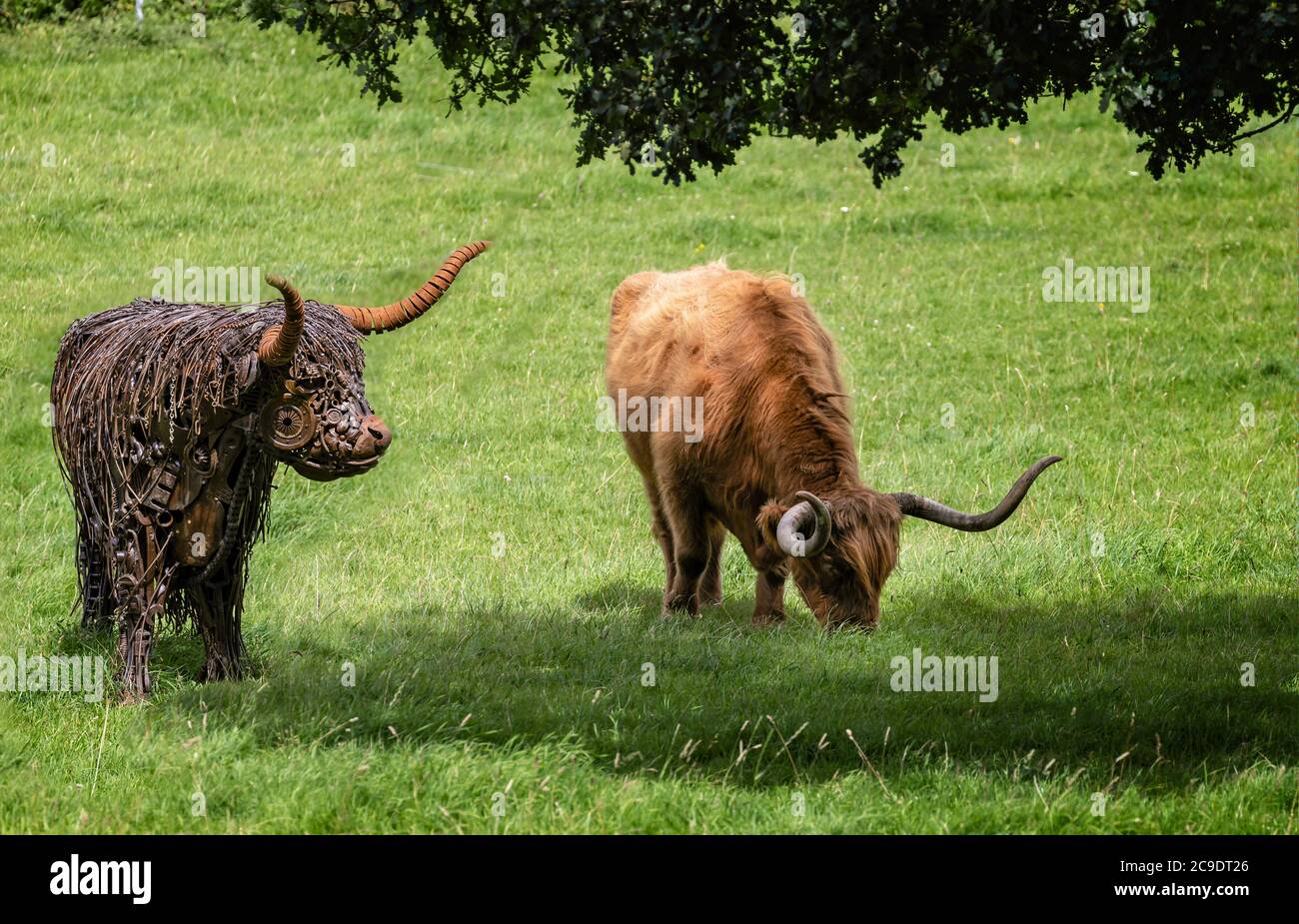 Life size metal sculpture of Highland long horn cow alongside a real Highland cow in a field in Somerset, UK Stock Photo