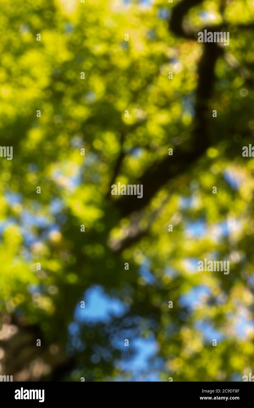 Pinhole photography landscapes of woodland trees in full summer foliage ...