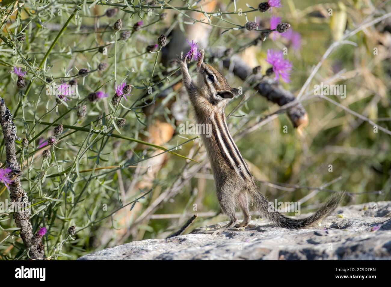 Chipmunk flower hi-res stock photography and images - Alamy