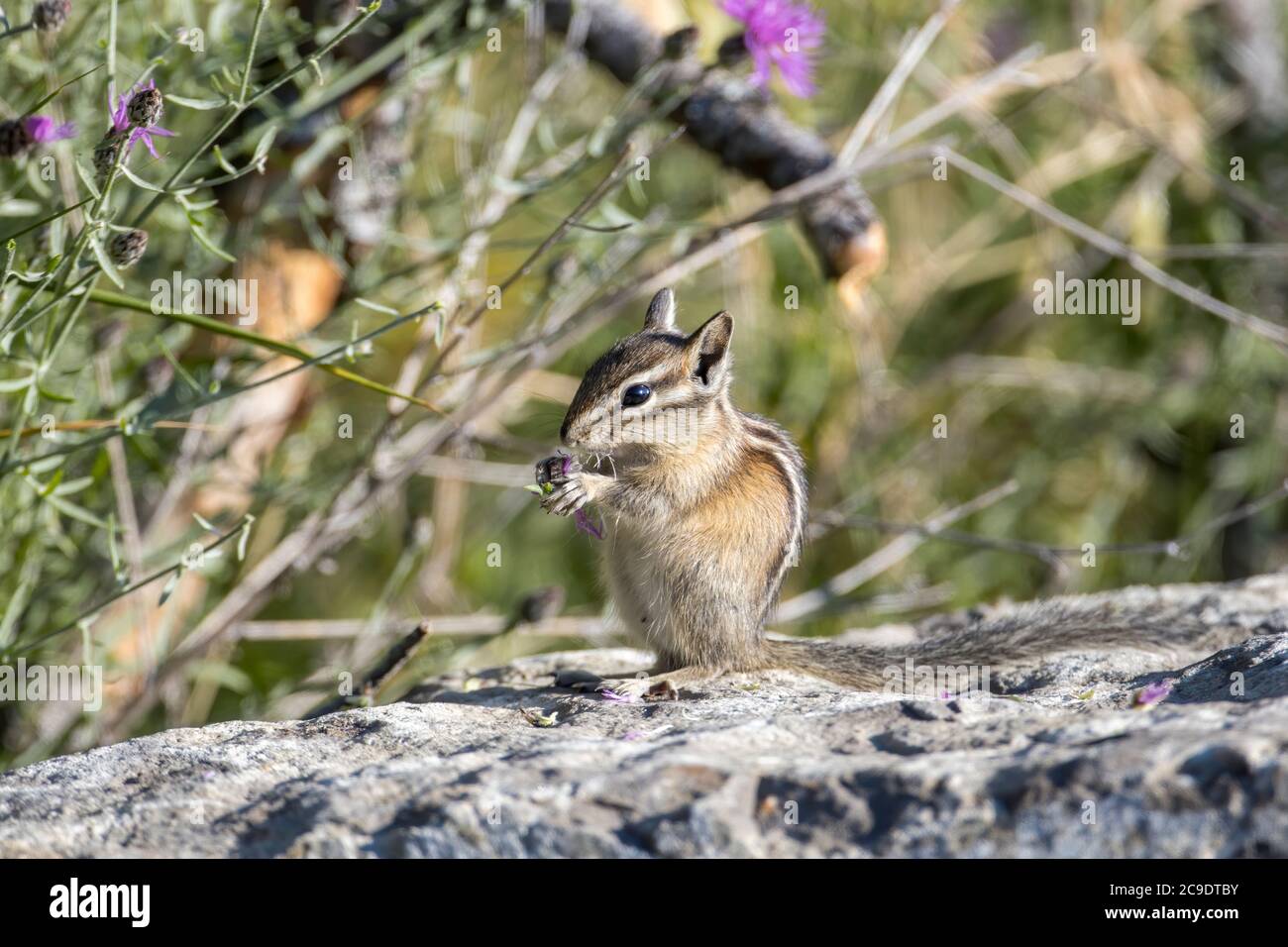 A cute chipmunk eats a flower at Farragut State Park in north Idaho. Stock Photo