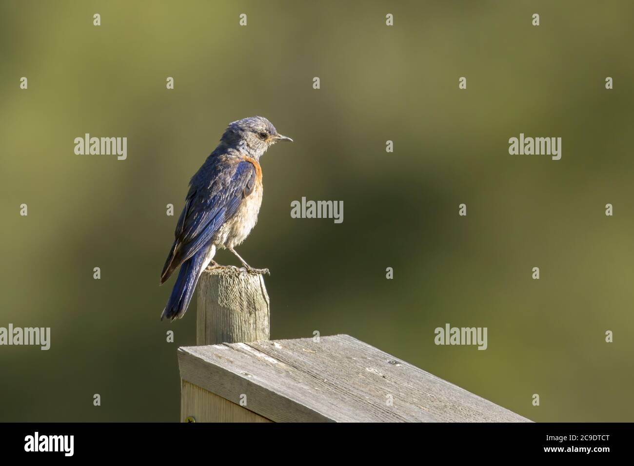 A female western bluebird is perched on a post at Farragut State park in Idaho. Stock Photo