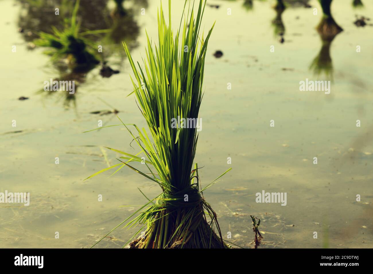 Image was taken in crops of agriculture fields, which was in water and
