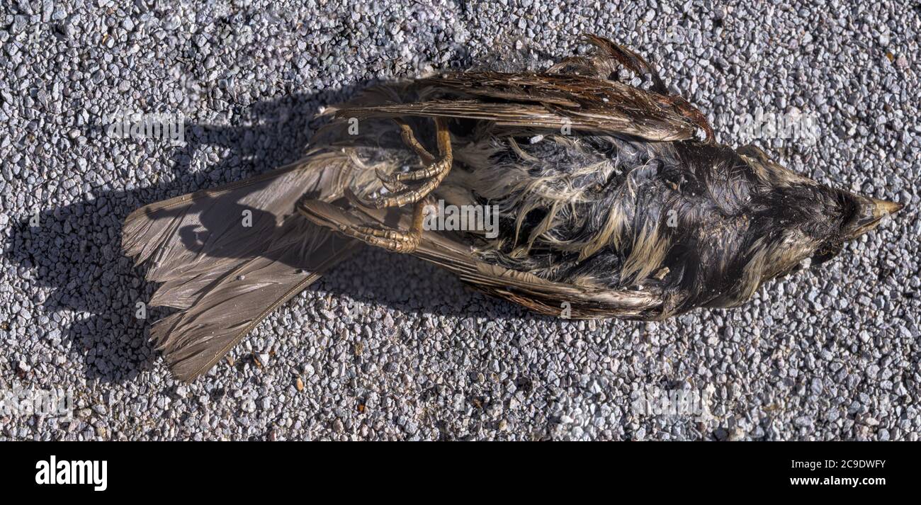 Decomposed body hi-res stock photography and images - Alamy