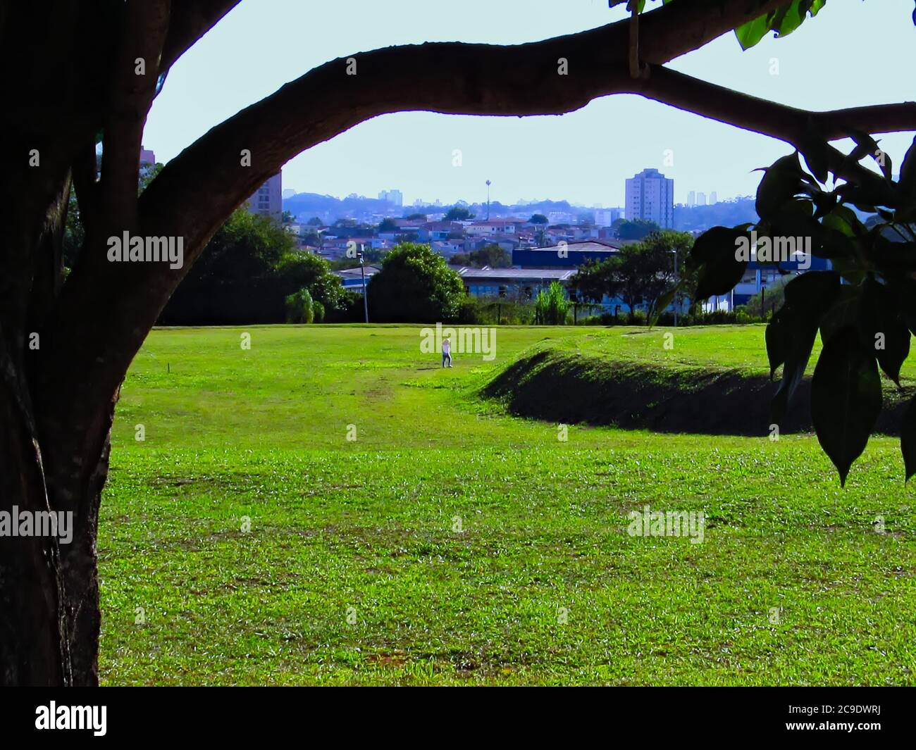 Cartoon park tree hi-res stock photography and images - Alamy