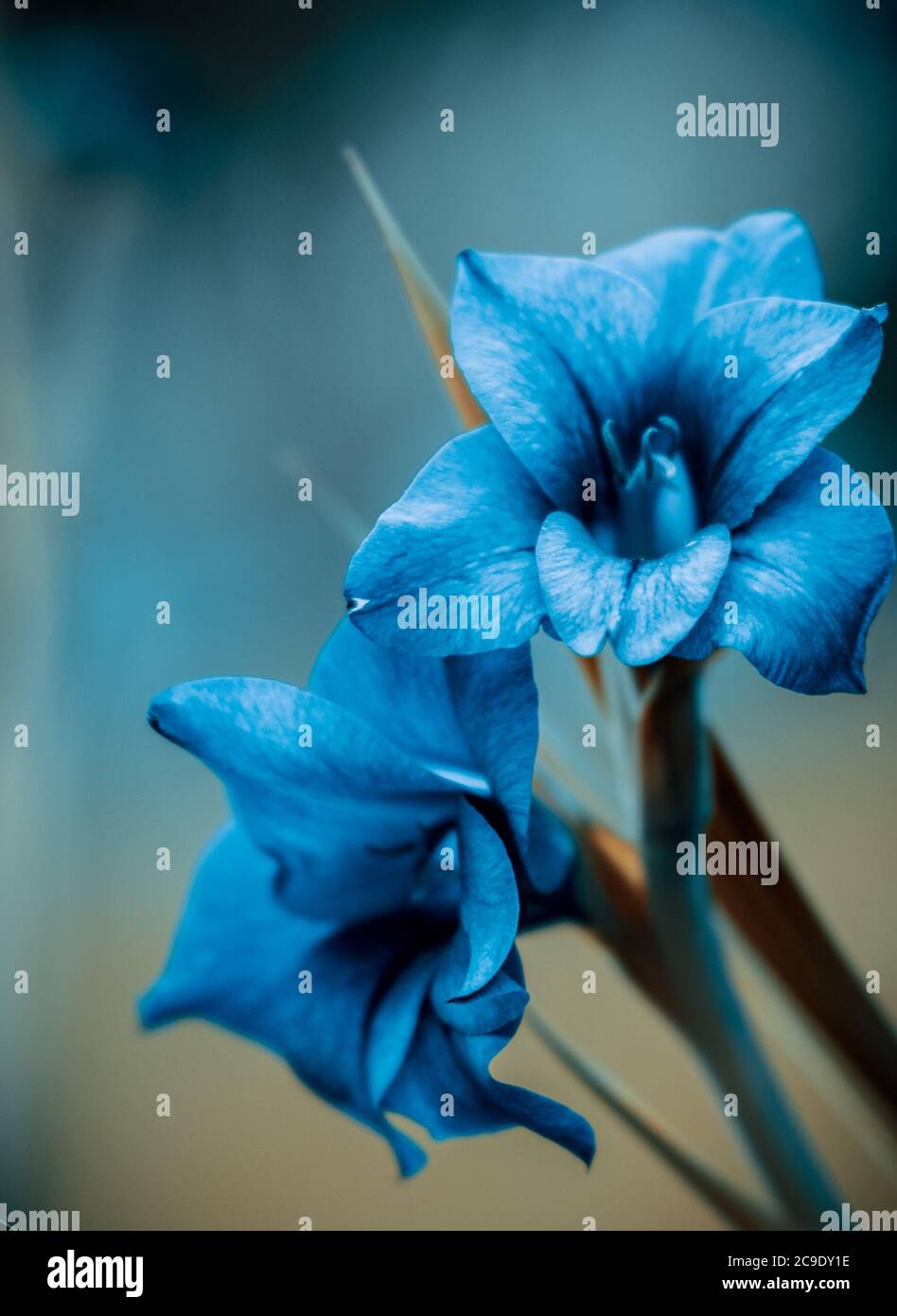 Finding wild flowers hi-res stock photography and images - Alamy