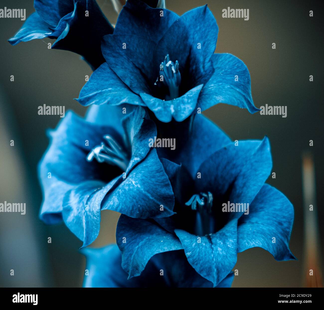 Finding wild flowers hi-res stock photography and images - Alamy