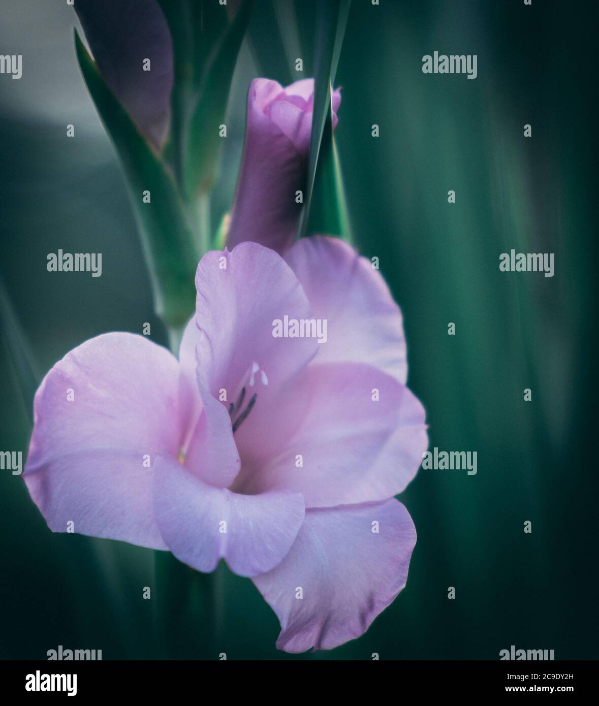 Finding wild flowers hi-res stock photography and images - Alamy