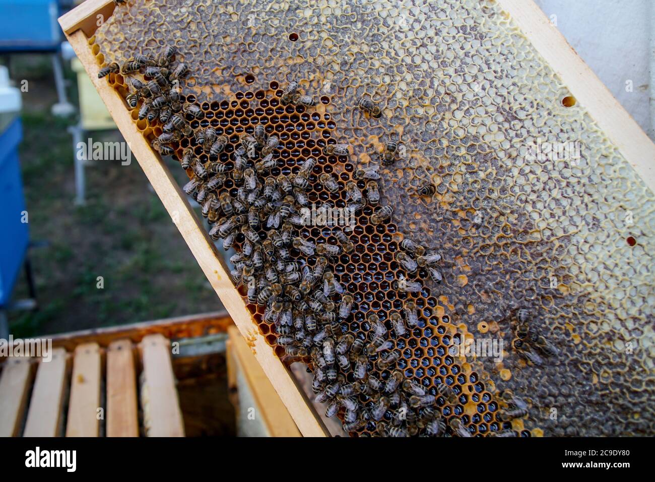 Close up of colony of bees crawling on the beehive frame with honeycomb. Bee crawling out of honeycomb Stock Photo