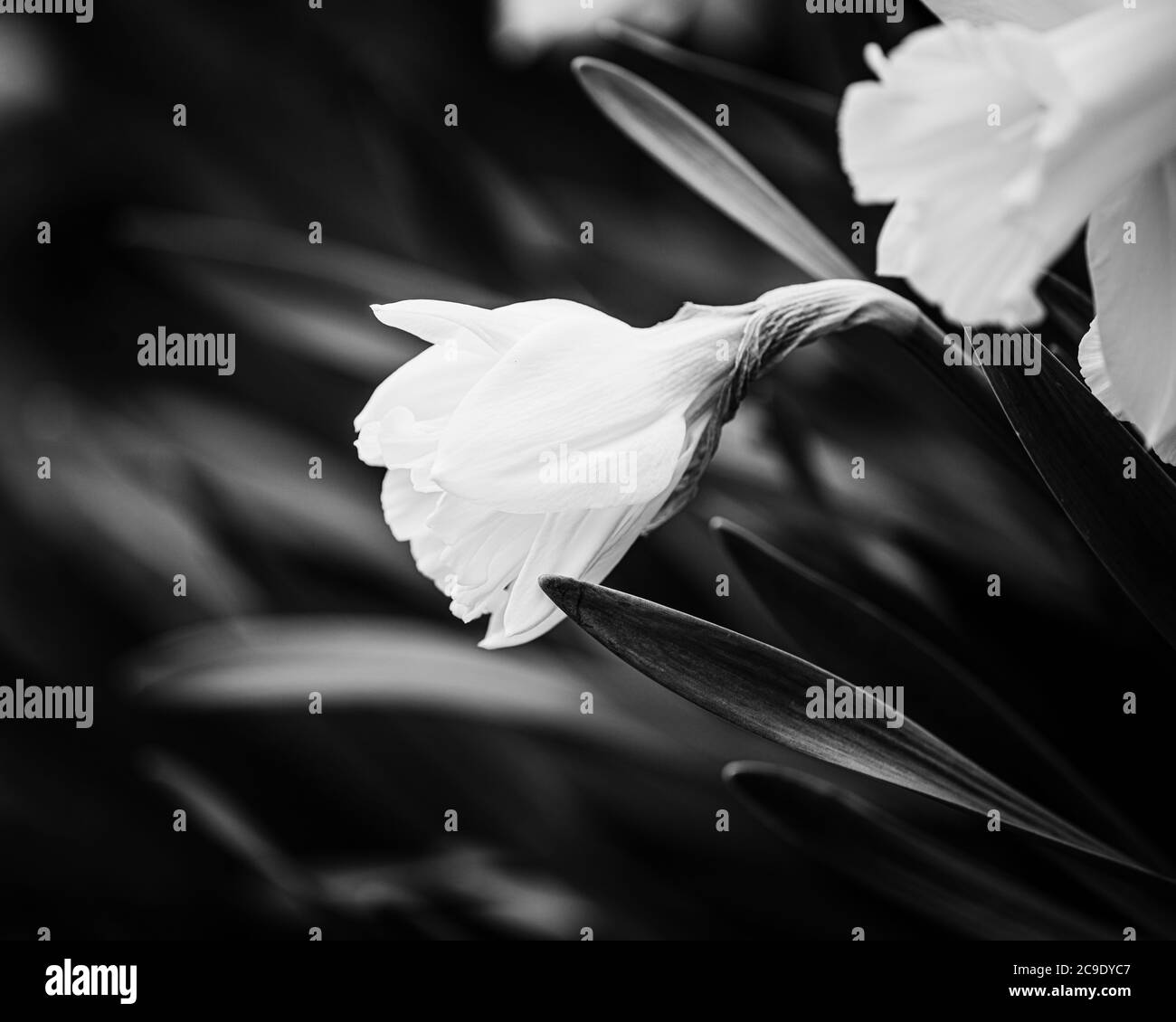 Flower images Black and White Stock Photos & Images - Alamy