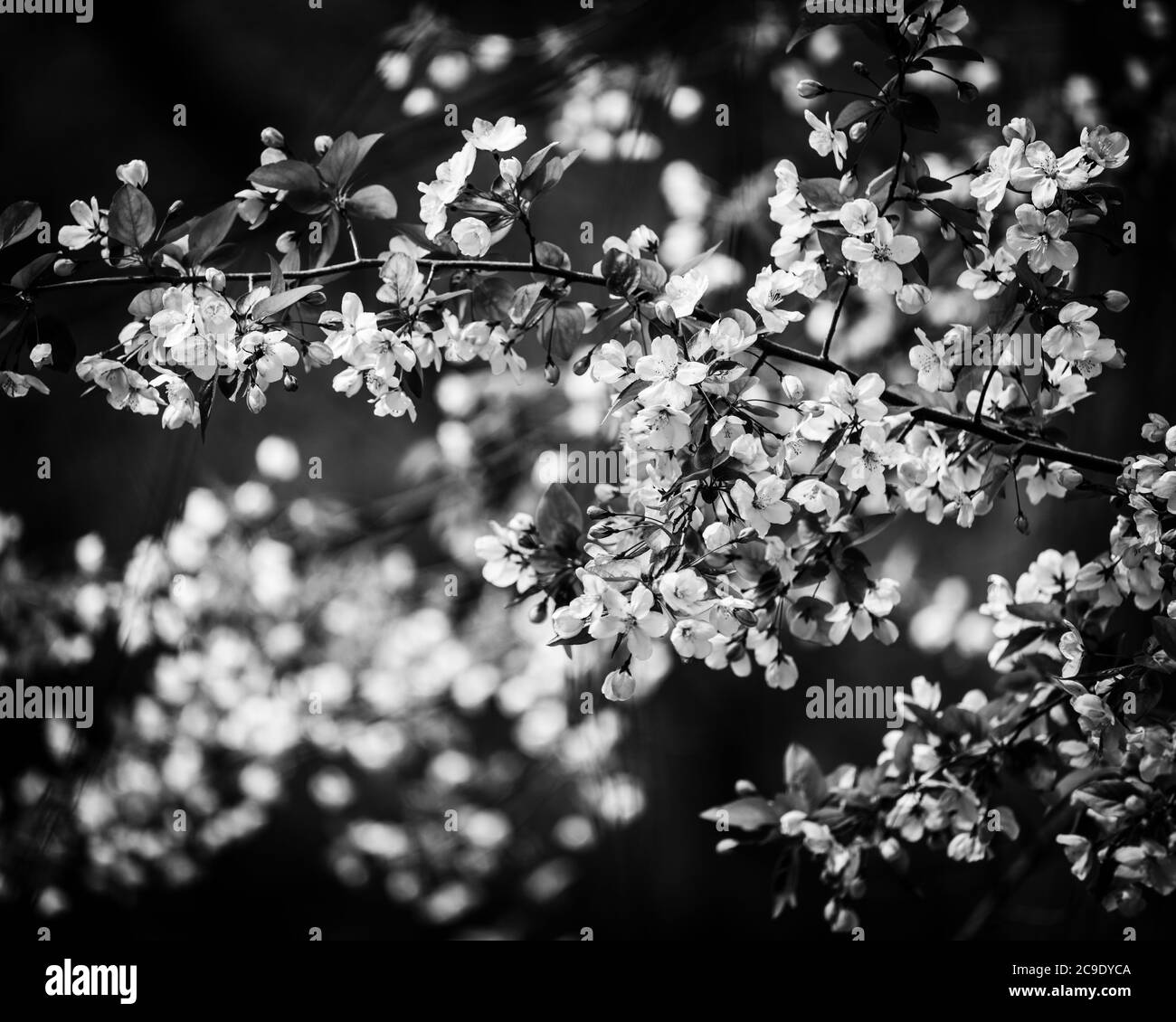 Lots flowers Black and White Stock Photos & Images - Alamy