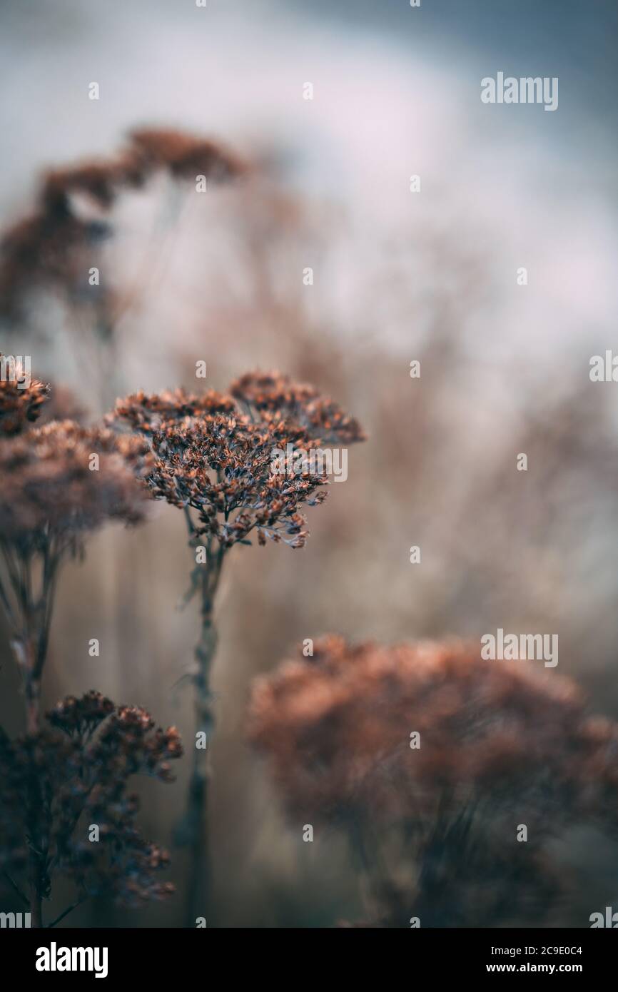 Finding wild flowers hi-res stock photography and images - Alamy