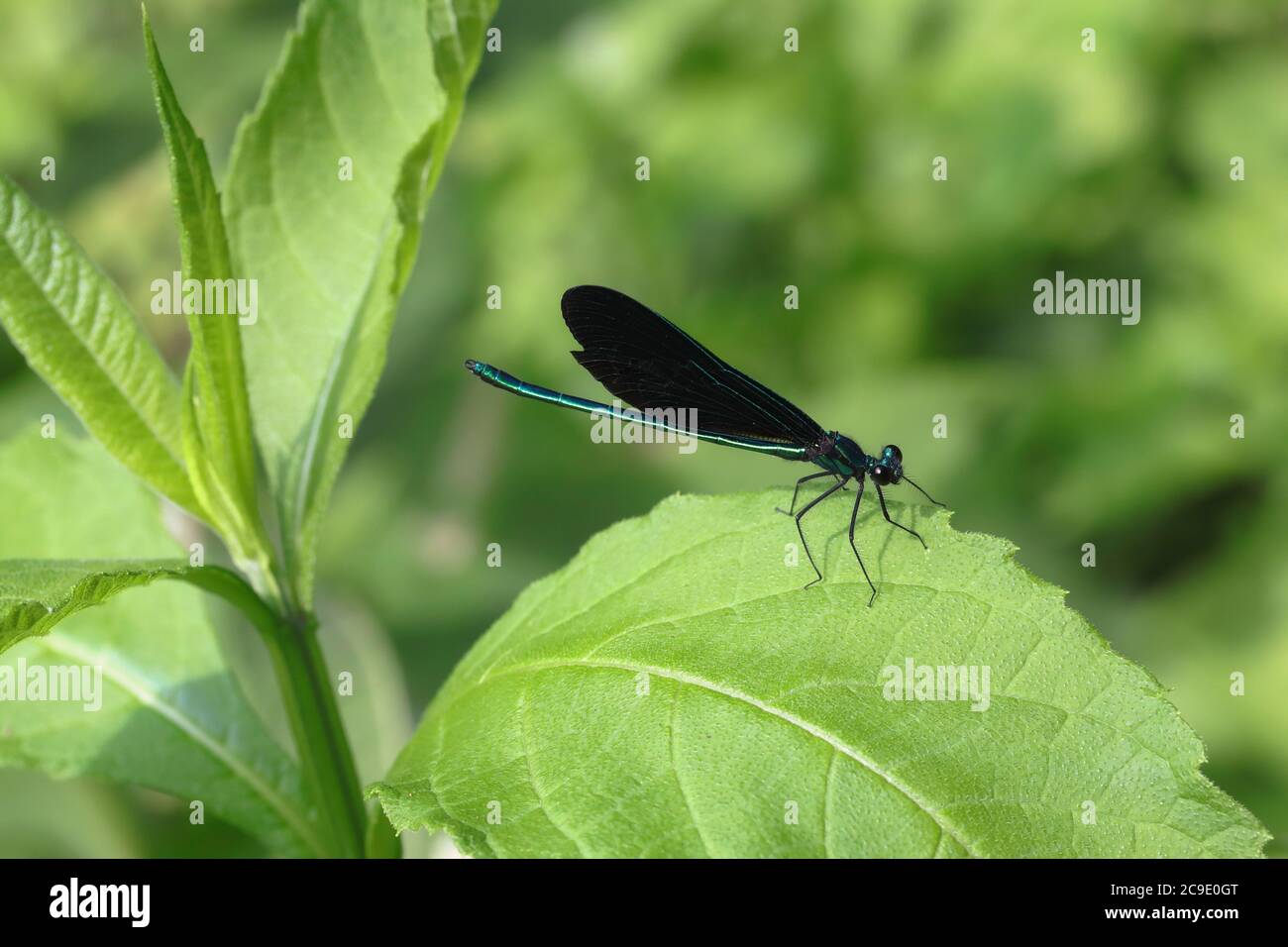 Ebony jewelwing damselfly isolated on a green leaf with green background. Stock Photo