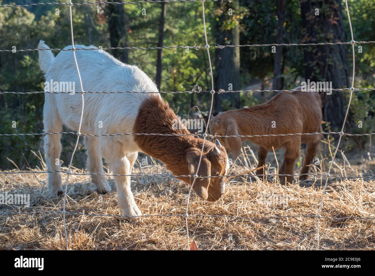 Baby goats part of the fire management herd do their part and graze on dry vegetation. Stock Photo