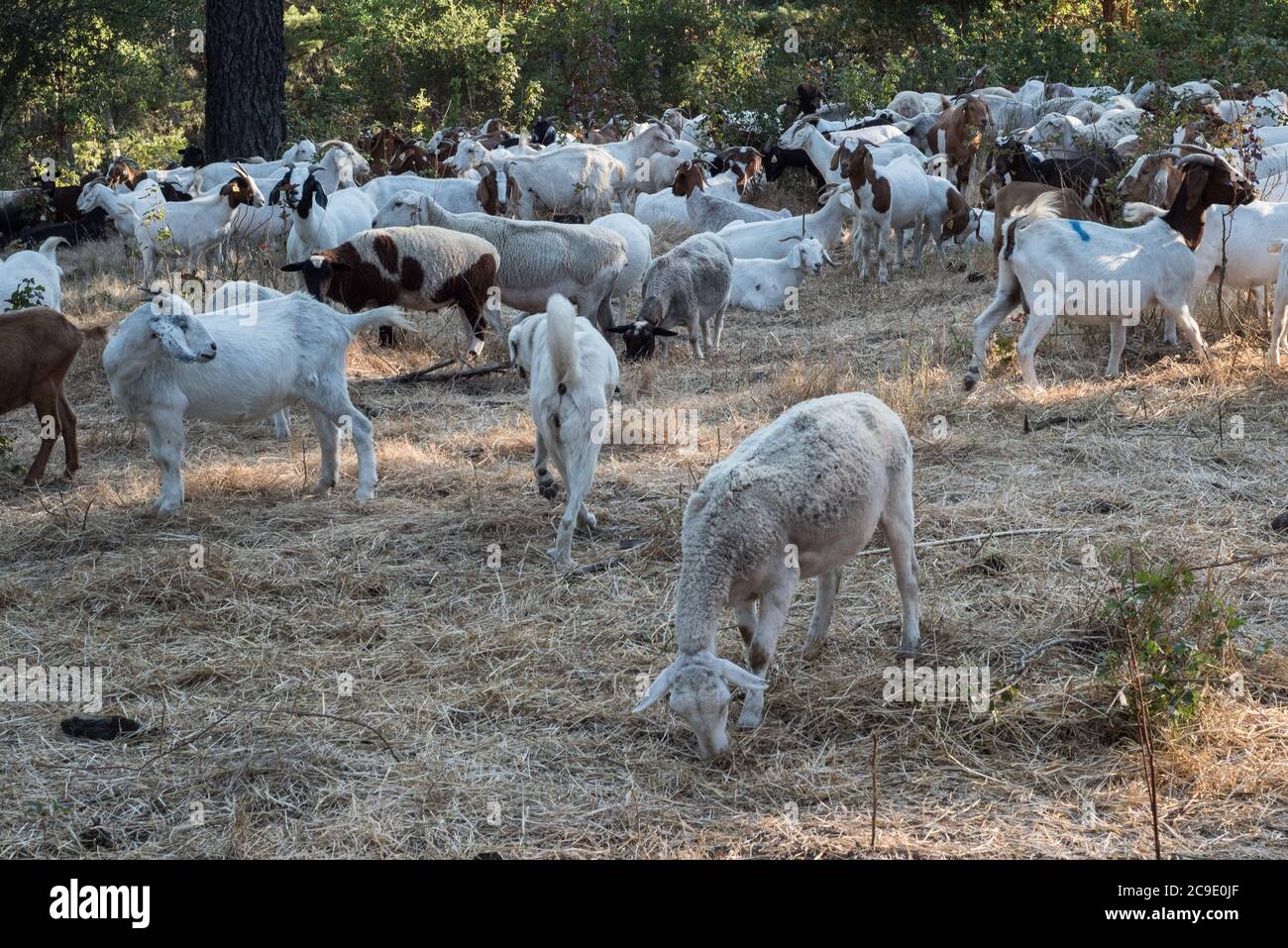 Vegetation dry land regional hi res stock photography and images Alamy