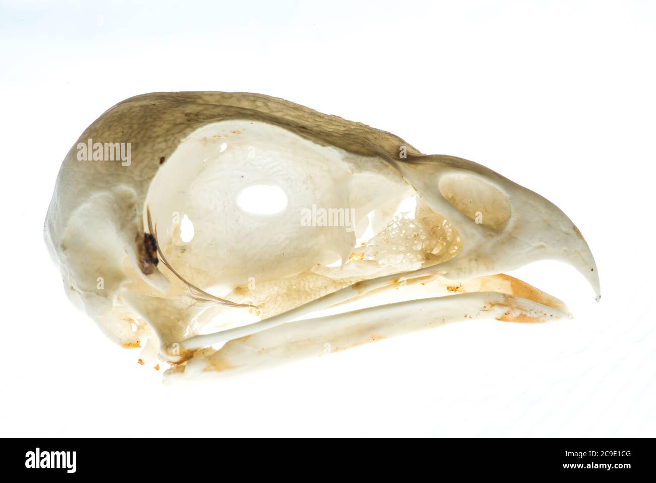 The skull of a red tailed hawk (Buteo jamaicensis) a common bird of prey in North America. Stock Photo