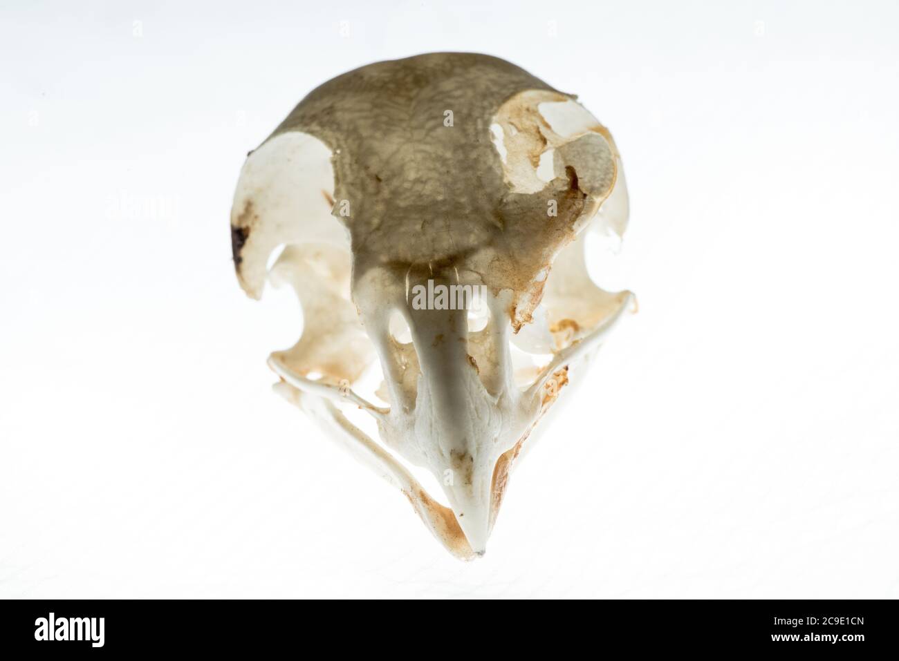 The skull of a red tailed hawk (Buteo jamaicensis) a common bird of prey in North America. Seen head on. Stock Photo