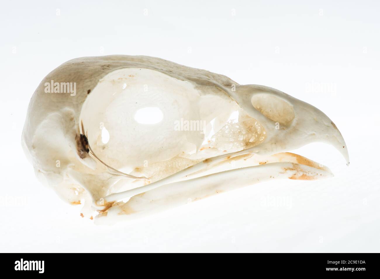 The skull of a red tailed hawk (Buteo jamaicensis) a common bird of prey in North America. Stock Photo