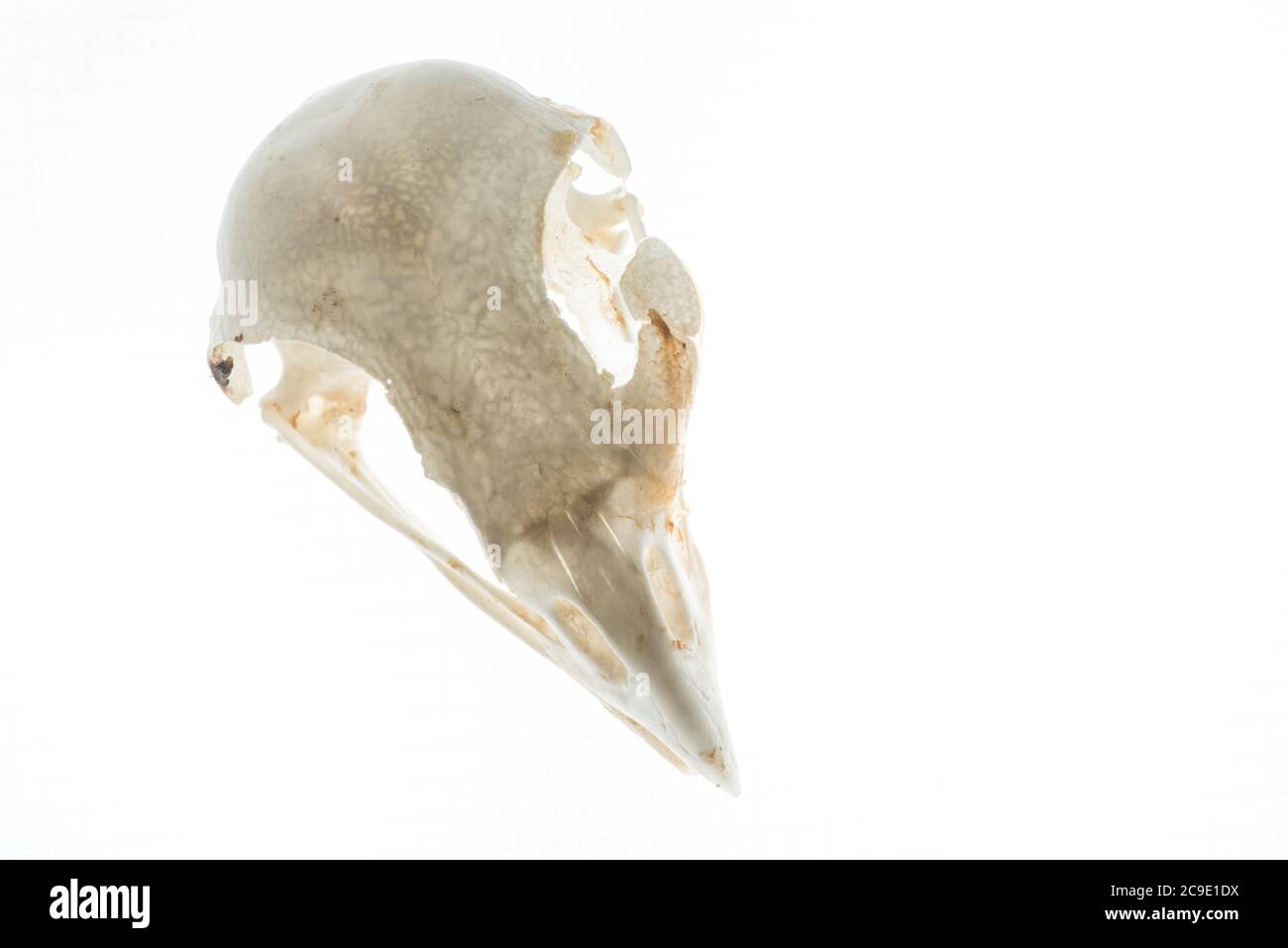 The skull of a red tailed hawk seen from above. Stock Photo