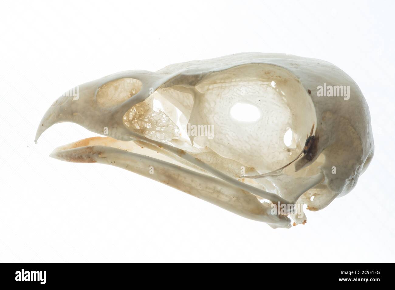 The skull of a red tailed hawk (Buteo jamaicensis) a common bird of prey in North America. Stock Photo