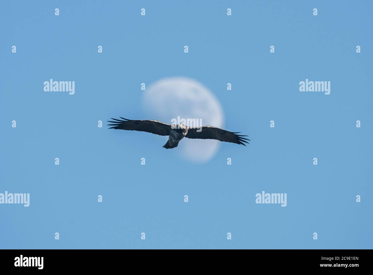 A red tailed hawk (Buteo jamaicensis) flies in front of the moon. Stock Photo