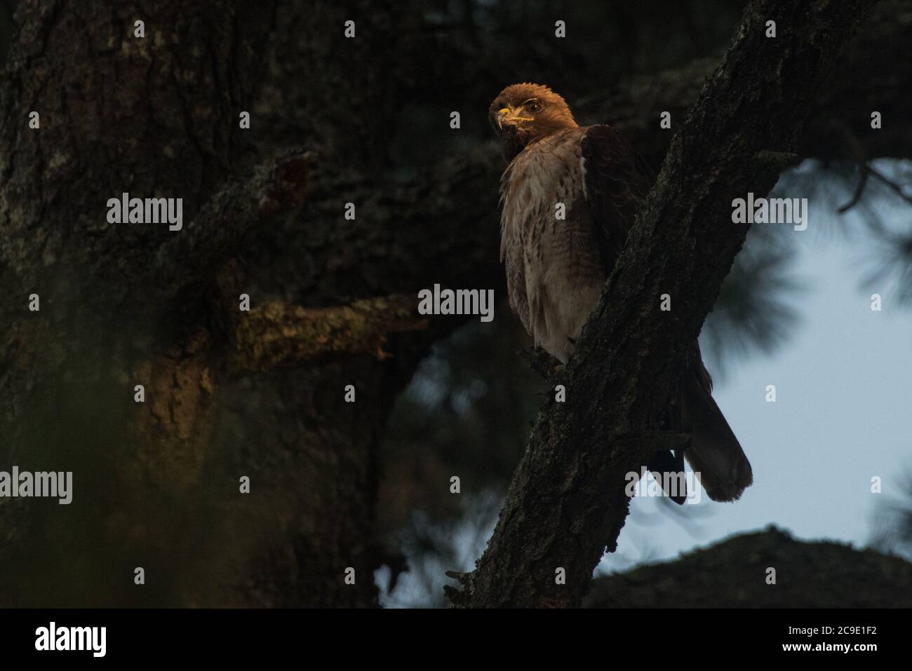 A perched red tailed hawk (Buteo jamaicensis) keeps an eye out for potential prey below as evening sets across Northern California. Stock Photo