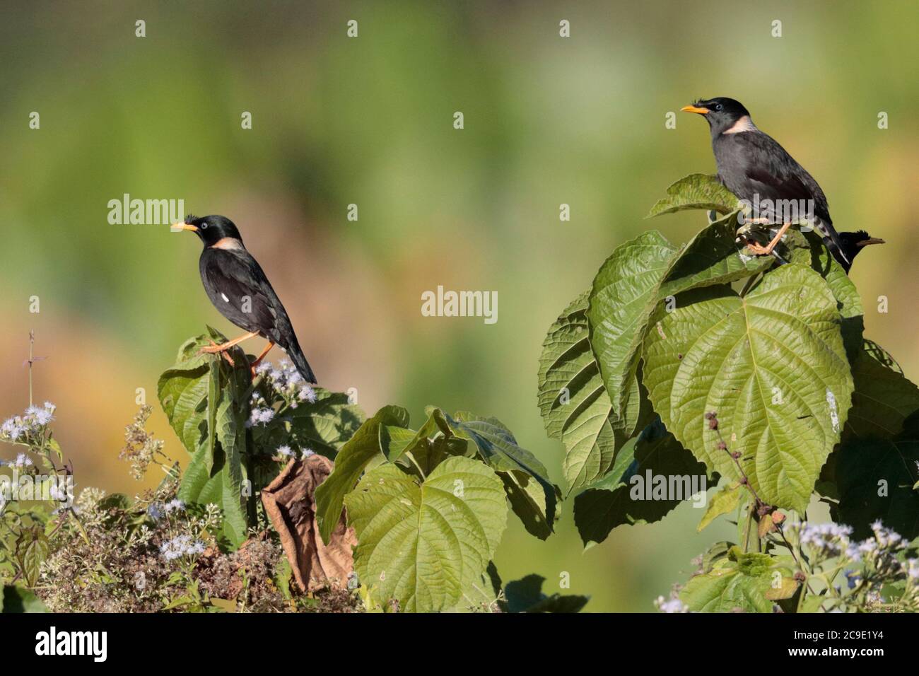 Collared Mynas (Acridotheres albocinctus), group perched on banana grove, Nabang, southwest Yunnan, China 27th Dec 2018 Stock Photo