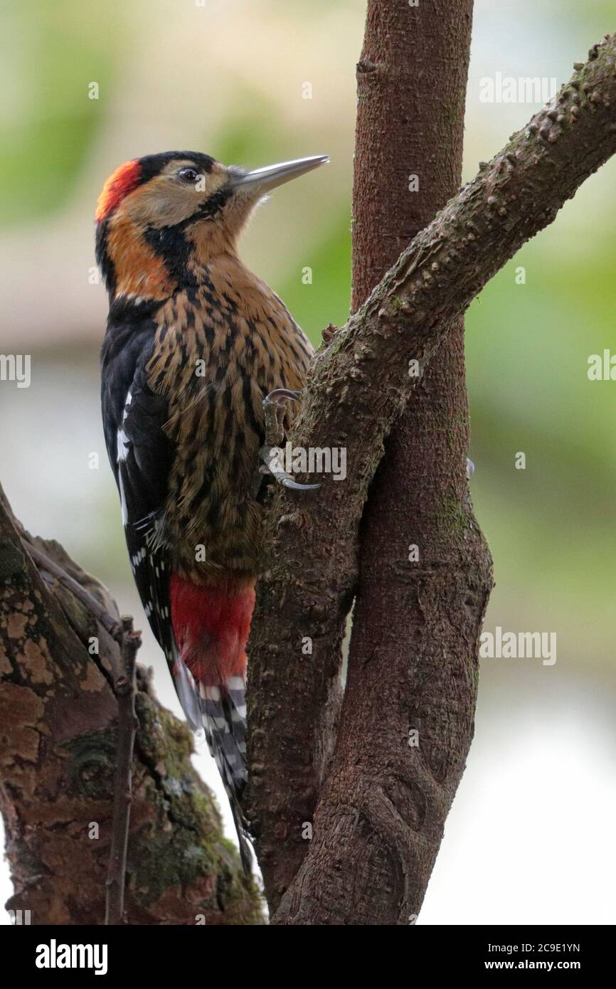 Darjeeling Woodpecker (Dendrocopus darjellensis), Gaoligong Shan, southwest Yunnan, China 31st Dec 2018 Stock Photo