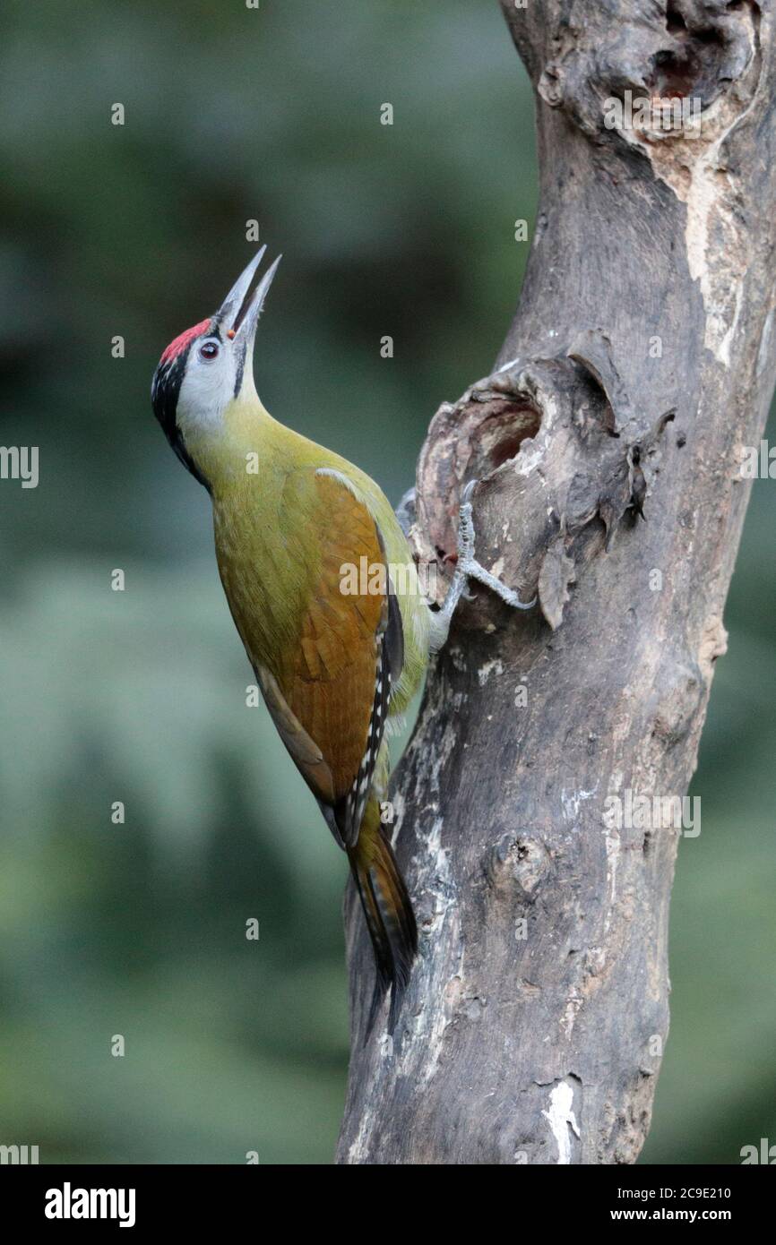 Grey-headed Woodpecker (Picus canus), race:hessei', male, side view, 'Hornbill Valley', Yingjiang County, southwest Yunnan, China 24th Dec 2018 Stock Photo