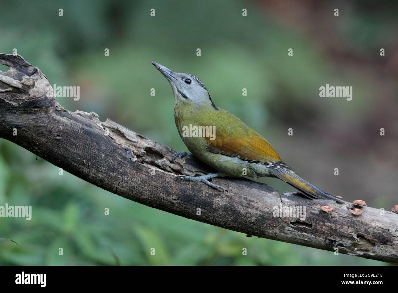 Grey-headed Woodpecker (Picus canus), race:hessei', side view, 'Hornbill Valley', Yingjiang County, southwest Yunnan, China 24th Dec 2018 Stock Photo