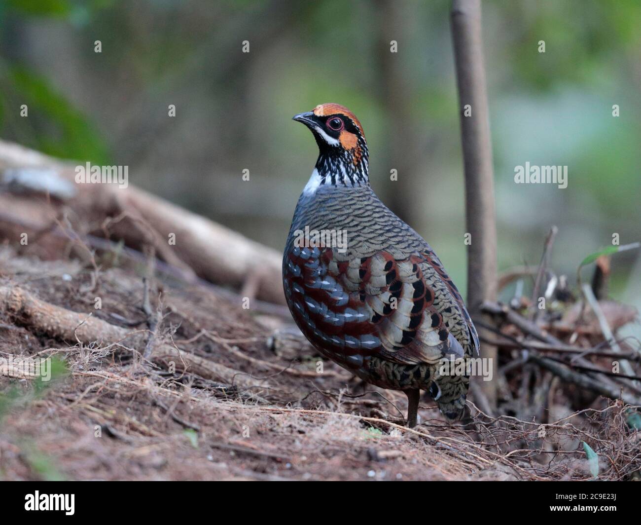 Hill Partridge (Arborophila torqueola), male, side view, wild, but attracted to feeding station, Gaoligong Shan, southwest Yunnan, China 1st Jan 2019 Stock Photo