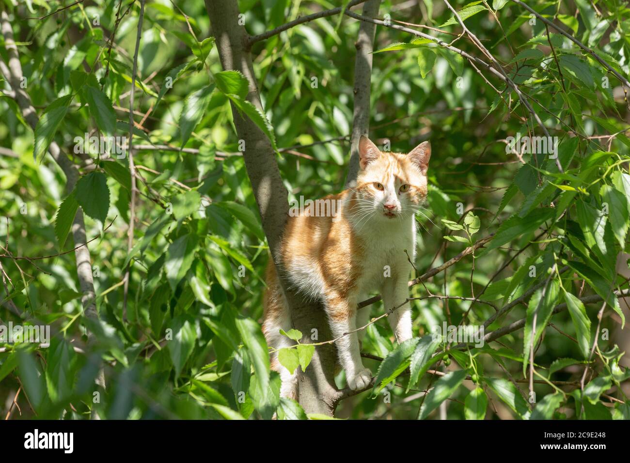 Orange domestic cat stuck in tree in trouble Stock Photo Alamy