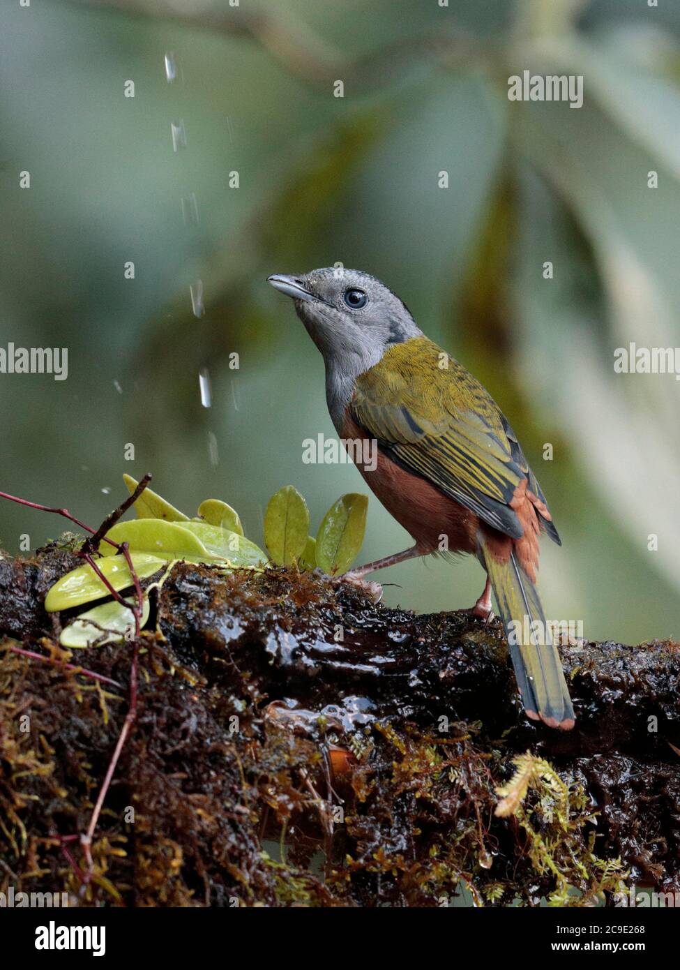 Black-headed Shrike-Babbler (Pteruthius rufiventer), female, wild, but attracted to water feature, Gaoligong Shan, southwest Yunnan, China 1st Jan 201 Stock Photo