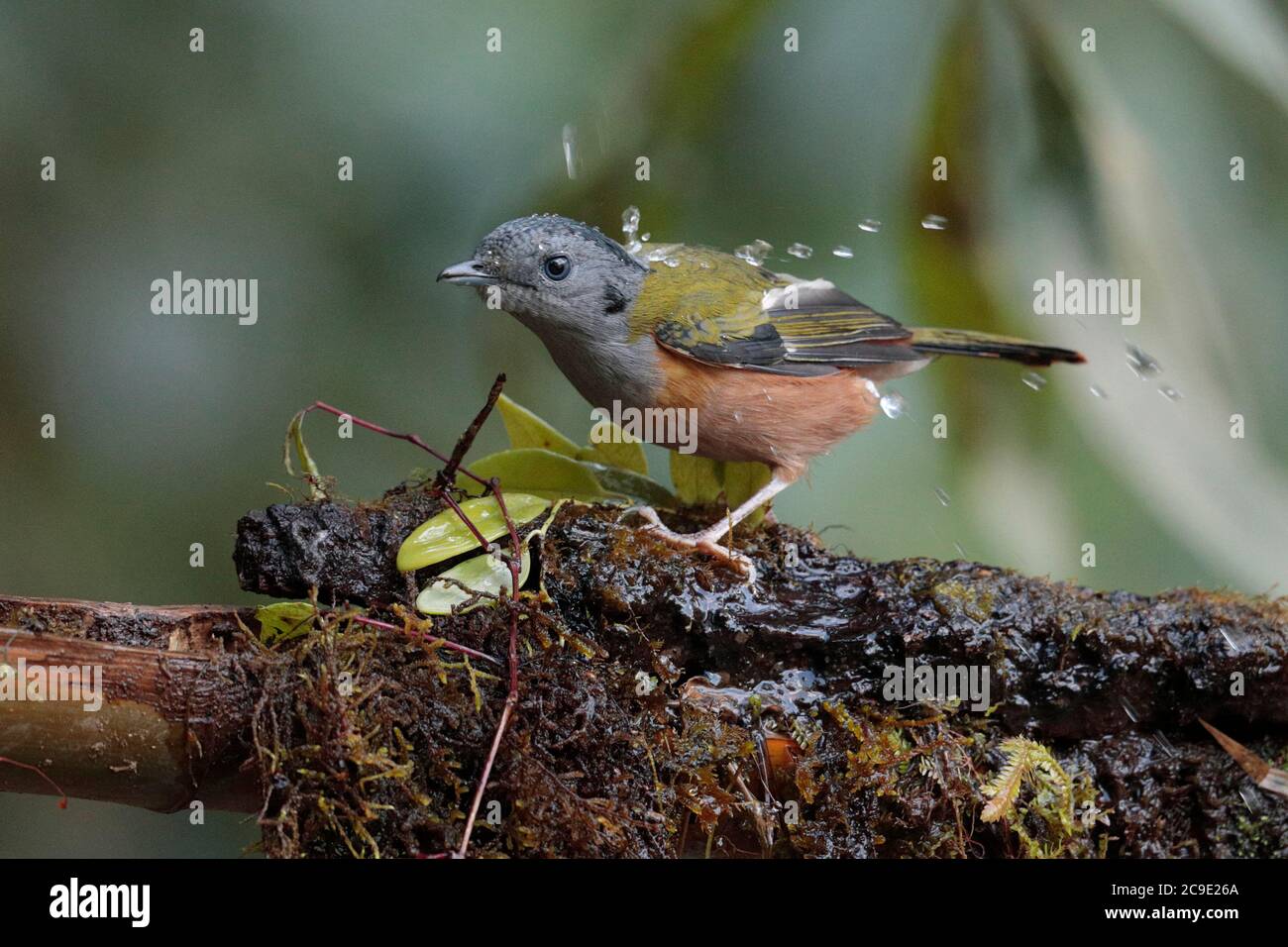 Black-headed Shrike-Babbler (Pteruthius rufiventer), female, wild, but attracted to water feature, Gaoligong Shan, southwest Yunnan, China 1 Jan 2018 Stock Photo