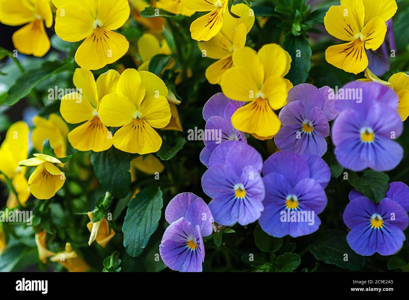 bright yellow and violet pansy flowers close up Stock Photo