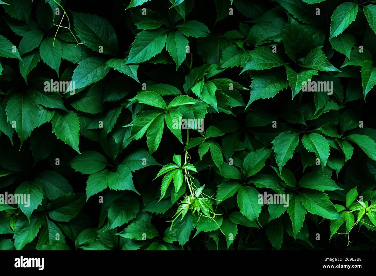 Virginia creeper dark green leaves background, Parthenocissus quinquefolia foliage texture Stock Photo