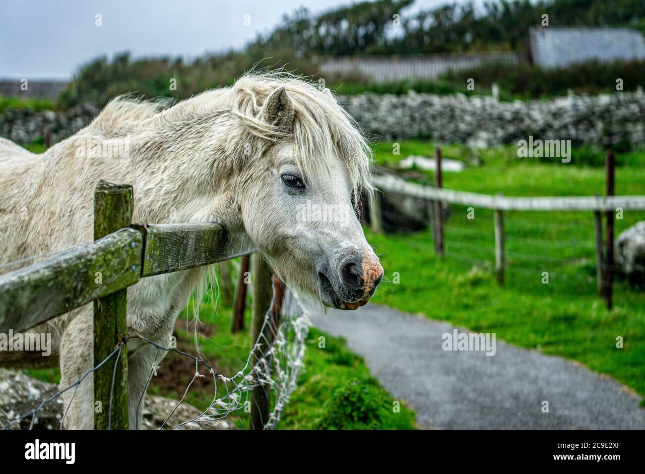 White horse on Irish pasture Stock Photo