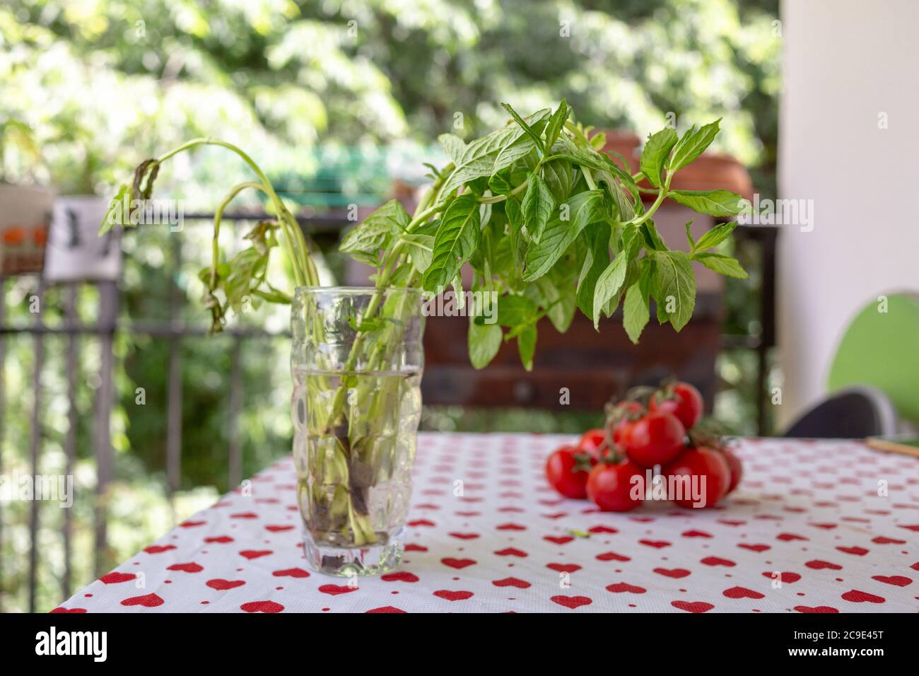Rotten and fresh mint branch with leaves in a glass of water for root ...