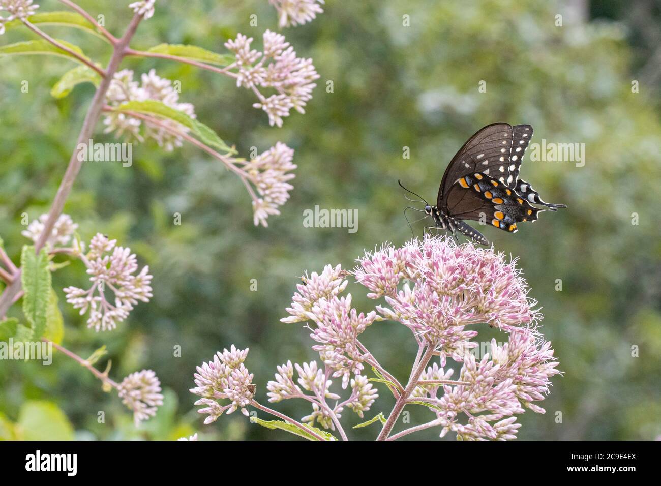 Spicebush swallowtail butterfly feeding from milkweed flowers - Papilio troilus Stock Photo