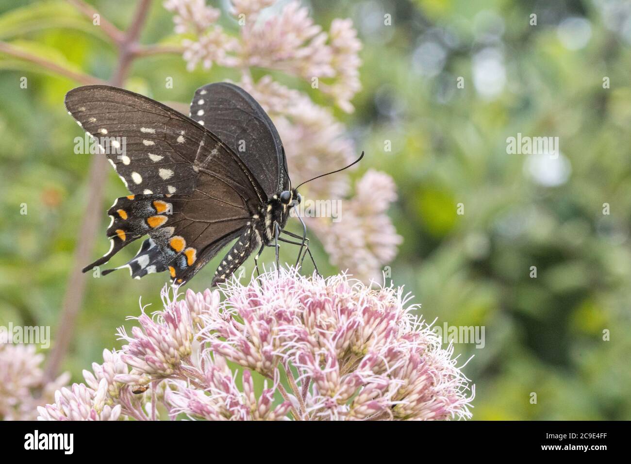 Spicebush swallowtail butterfly feeding from milkweed flowers - Papilio troilus Stock Photo