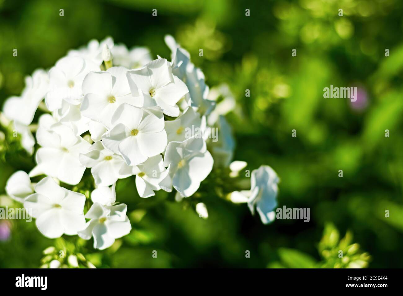 White phlox flower petals on the blurred green background. Floral backdrops and patterns with copy space for text Stock Photo