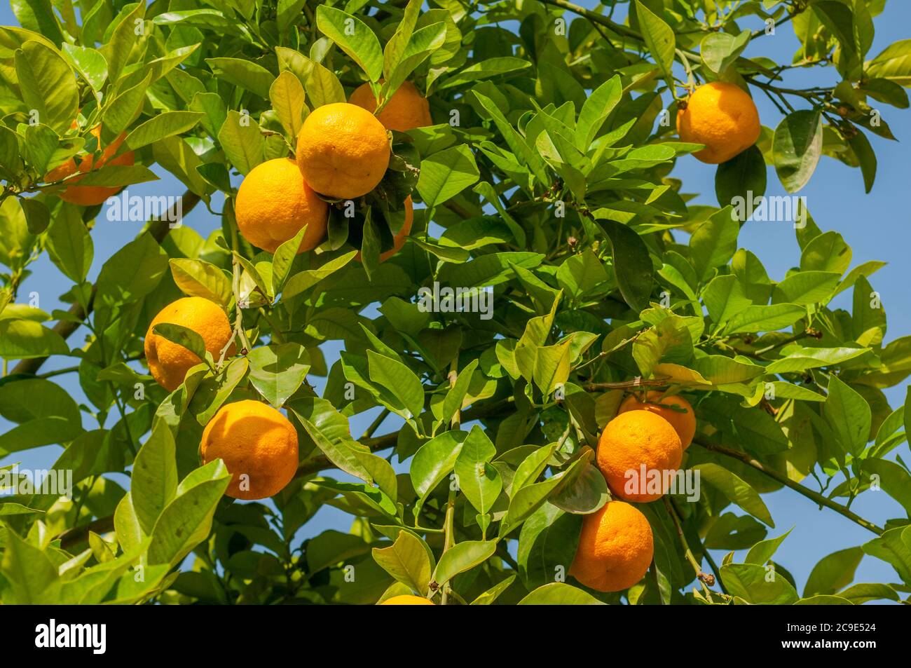 Orange trees in the town of Taroudant in the Sous Valley in southern