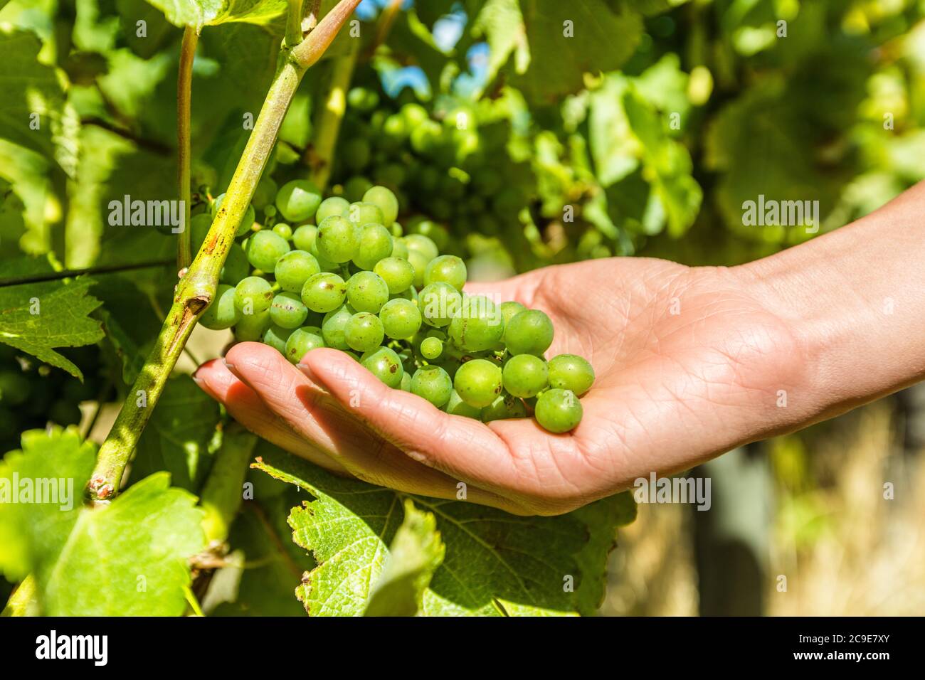 Vineyard wine grape harvest woman farming picking ripe fruits to make