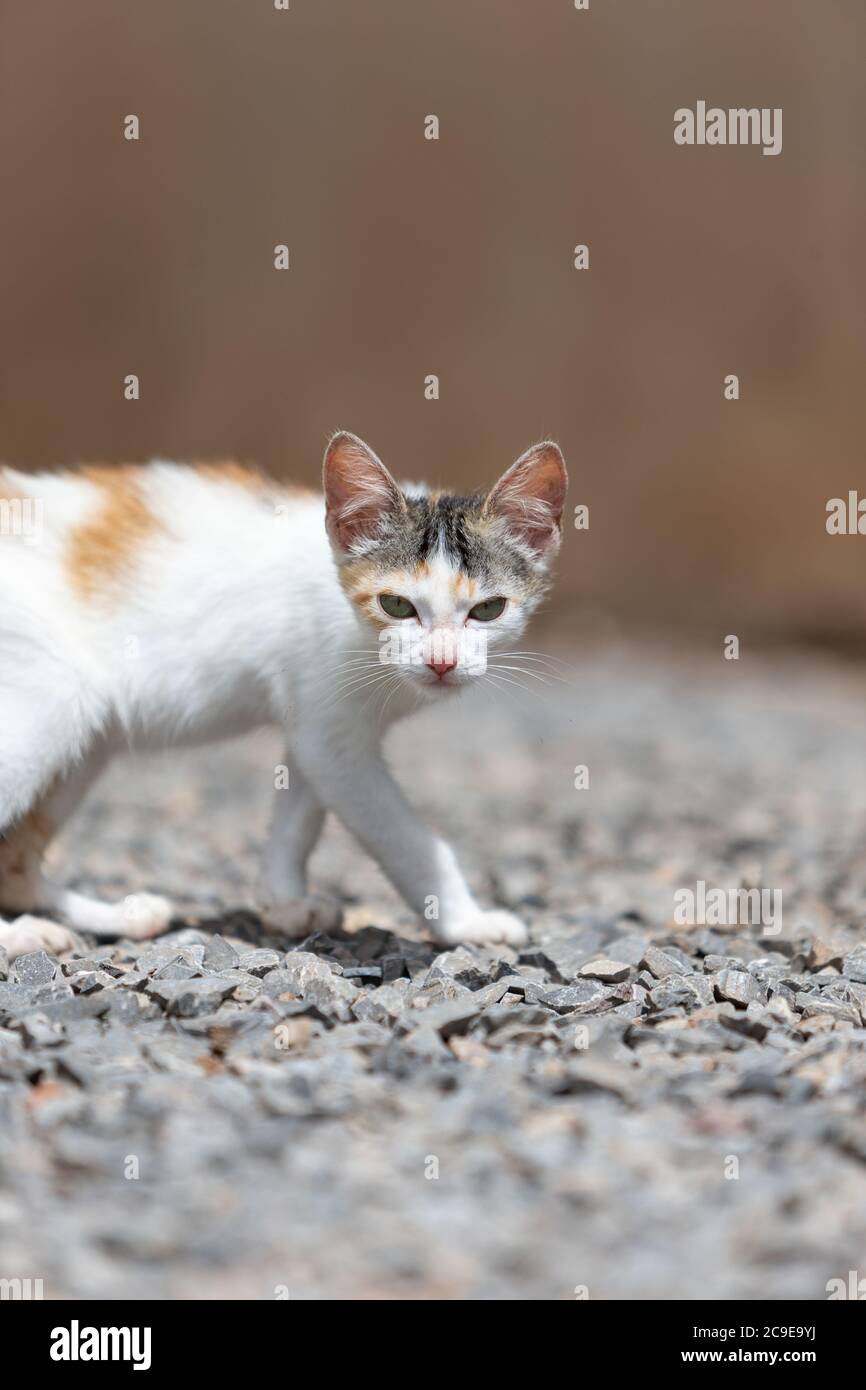 white cat walking on rocks staring Stock Photo - Alamy