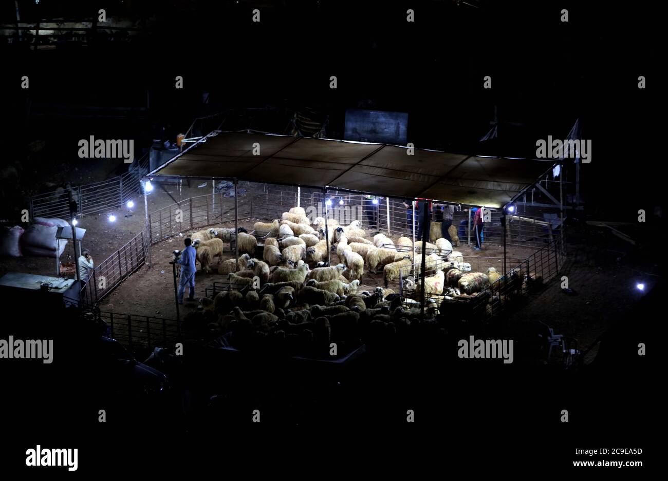 Tectonic Mobilisere blyant Amman, Jordan. 30th July, 2020. Livestock sellers wait for customers ahead  of Eid al-Adha festival in Amman, Jordan, July 30, 2020. Jordan decided to  extend the working hours to 1:00 a.m. local